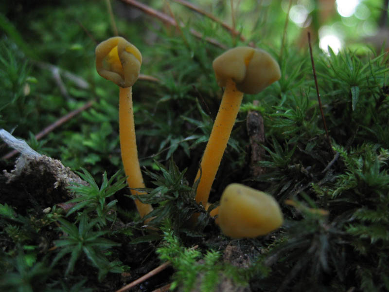 Leotia lubrica